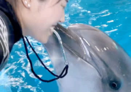 dolphin小姐姐,dolphin小姐姐的海洋奇遇记